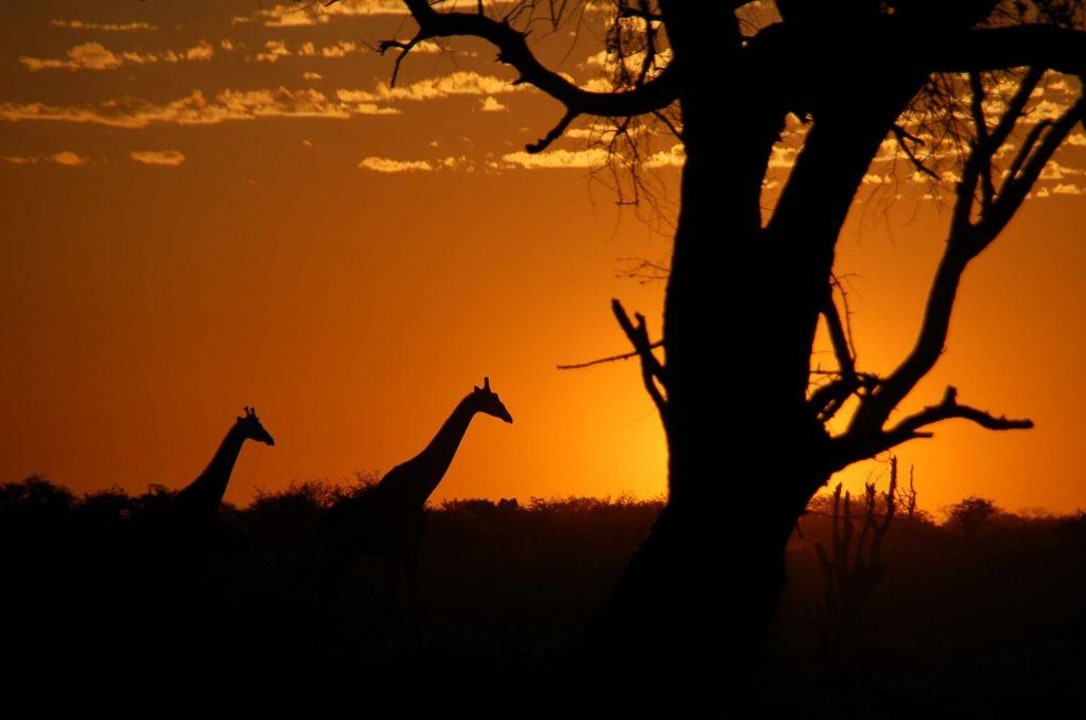 This is Africa! Okaukuejo Camp