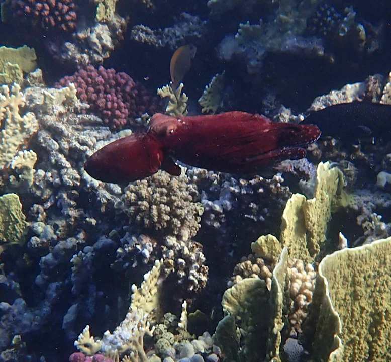 Strand Makadi Spa - Adults only