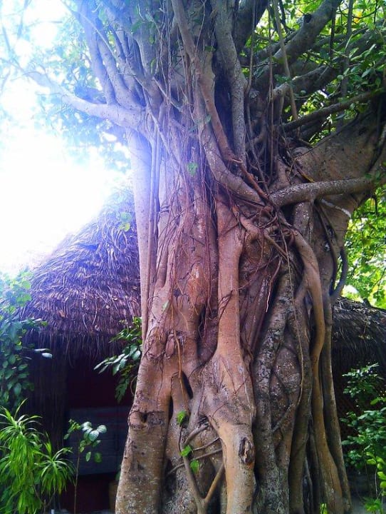 Beim spazieren Kuredu Island Resort & Spa