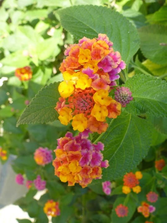 Garten Trendy Side Beach Hotel - Adults only