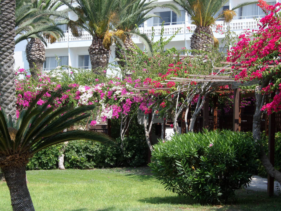 Blütenpracht ohne Ende Hotel Nissi Beach Resort