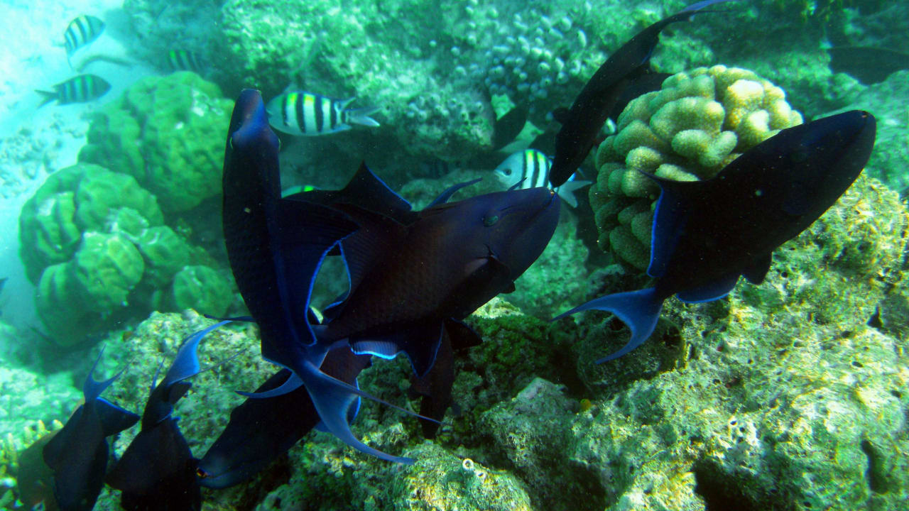 Die Unterwasserwelt am Hausriff Summer Island Maldives