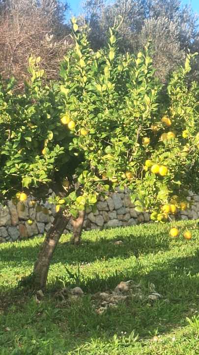 Gartenanlage Finca Hotel & Spa Monnaber Nou