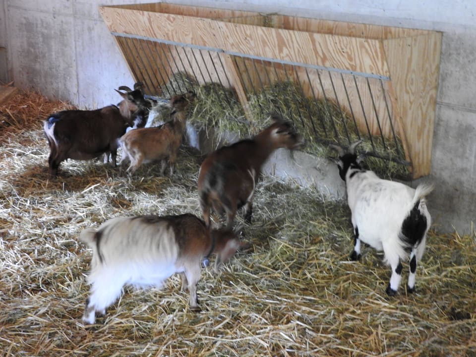 Ziegen beim Füttern Reka-Feriendorf Urnäsch