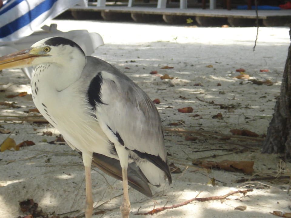 Fischreiher Meeru Maldives Resort Island
