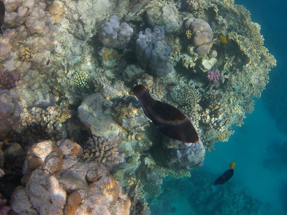 Sport & Freizeit Marina Resort Port Ghalib, a member of Radisson Individuals