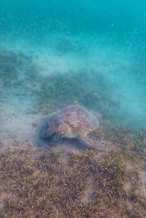 Strand Steigenberger Coraya Beach - Adults only
