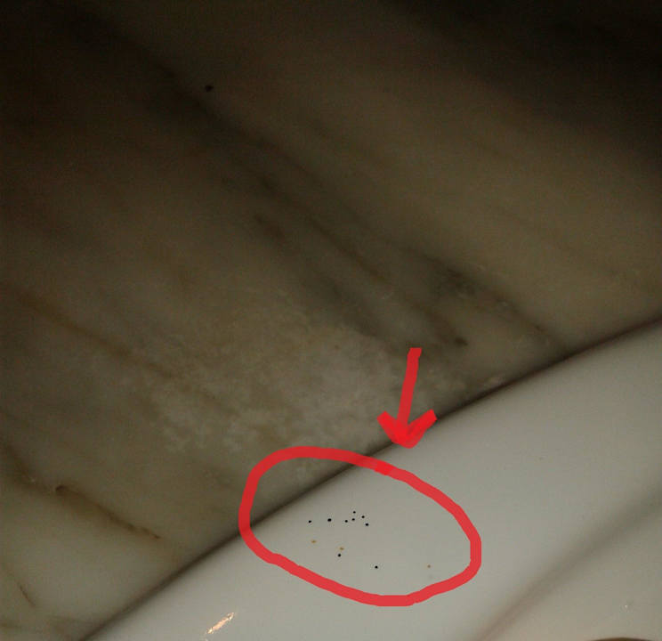 Kakerlaken Houda Golf & Beach Club