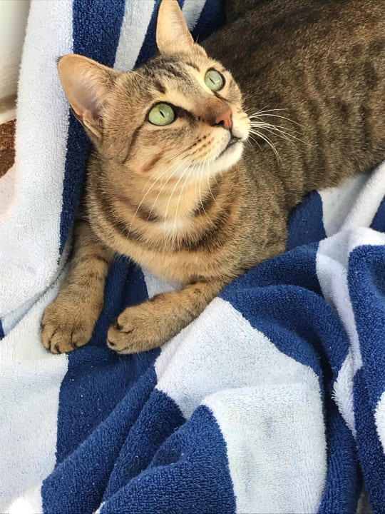 Ein Traum für Katzen Fans Bella Vista Resort Hurghada