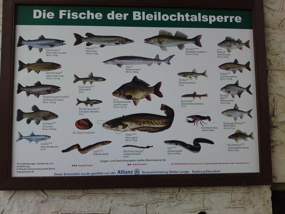 die Fische der Talsperre Gasthaus Kranich