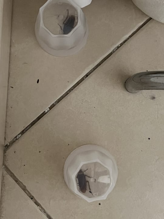 Zimmer allsun App.-Hotel Albatros