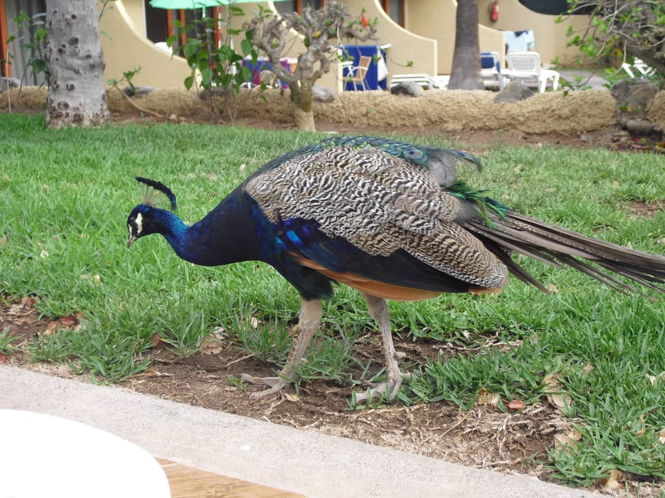 Garten HL Miraflor Suites Hotel