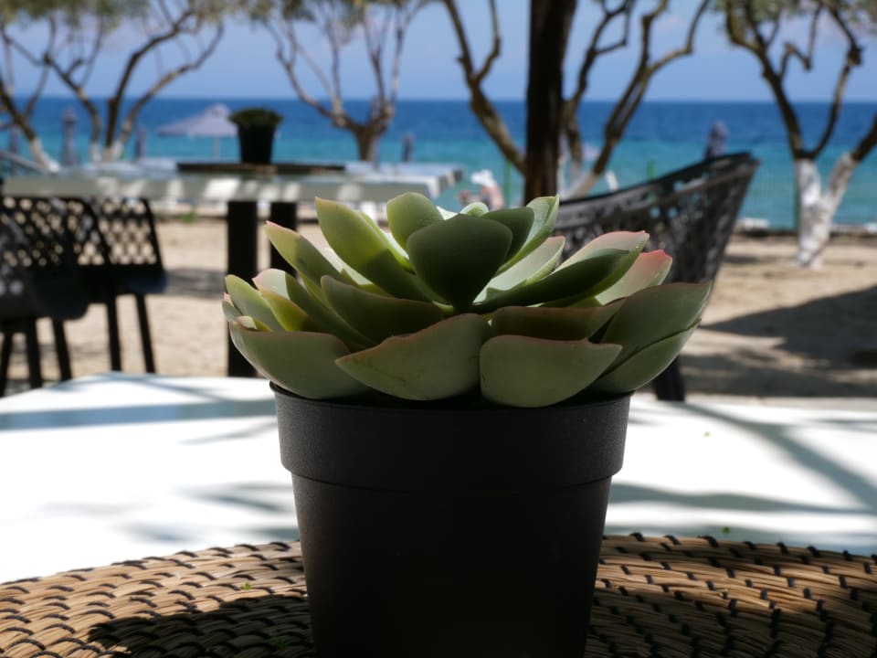 Gastro Komitsa Luxury Apartments