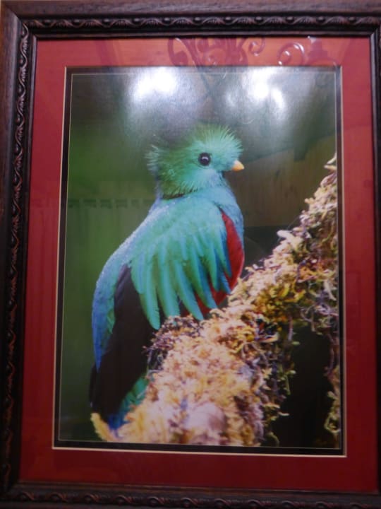 Der Quetzal, Bewohner des Tales Savegre Mountain Lodge