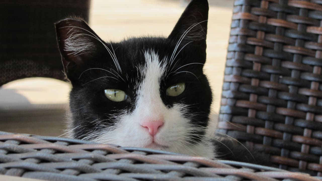 Gehört einfach zum Personal dazu -  Suzi Hotel Savk