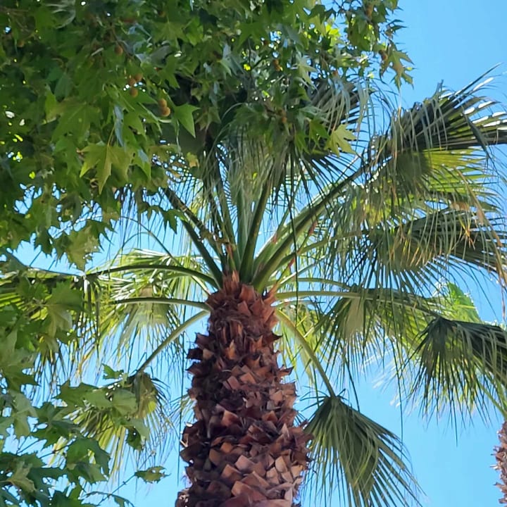 Gartenanlage Hotel Delphin Imperial