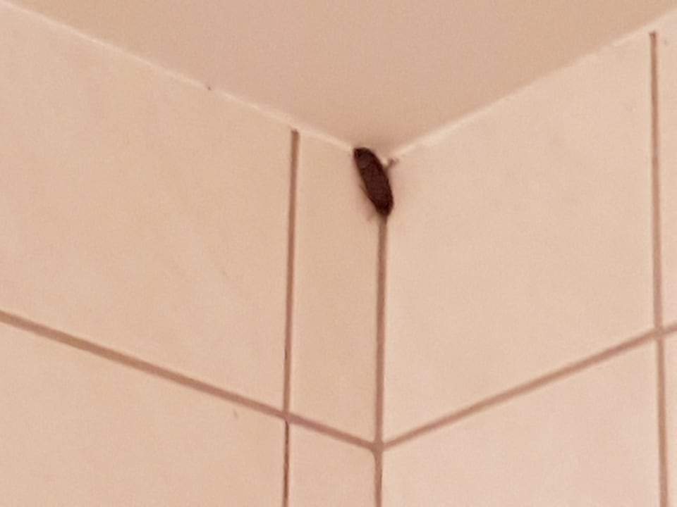 Zimmer Hotel Alexander