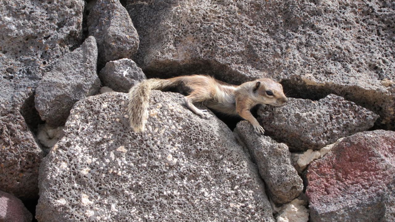 Streifenhörnchen Hotel Riu Palace Jandia