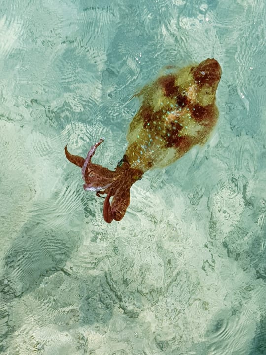 Strand Makadi Spa - Adults only