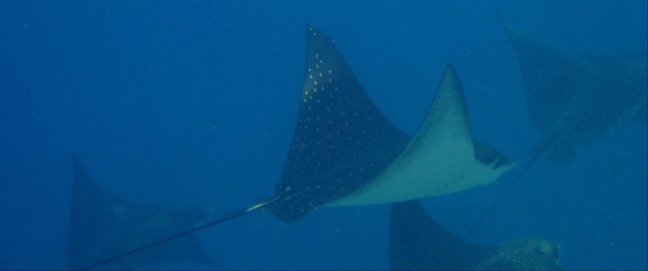 Schnorcheln Kuramathi Maldives