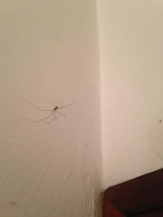 Spinne im Zimmer Residenza Cappuccini