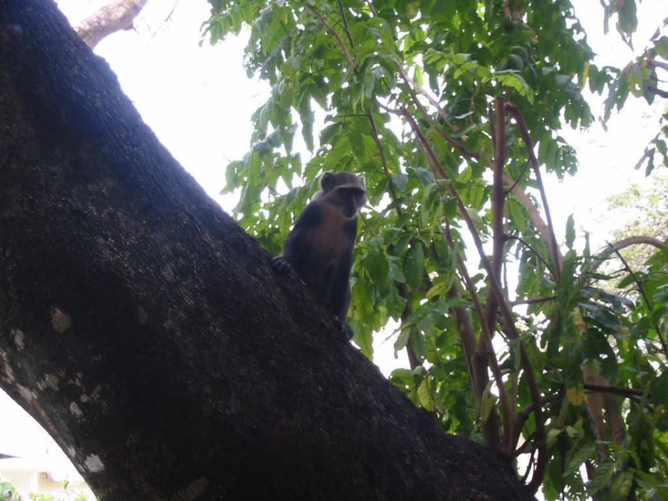 Affe in der Hotelanlage Neptune Paradise Beach Resort & Spa
