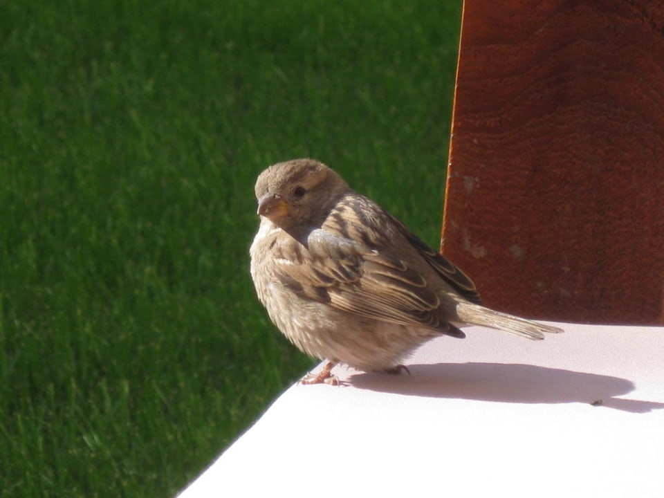 Spatz Voyage Belek Golf & Spa