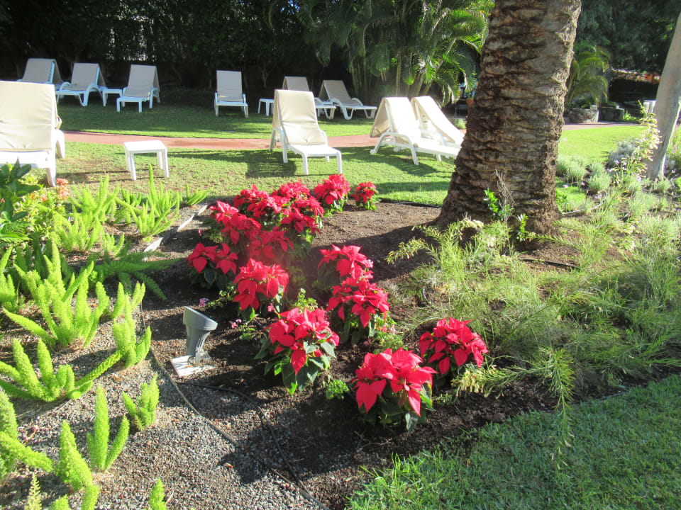 Gartenanlage Bull Costa Canaria & Spa - Adults only