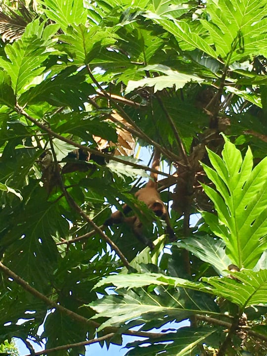 Gartenanlage Hotel Aninga Lodge