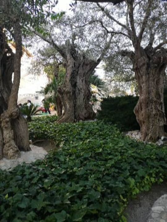 Gartenanlage Alcudia Garden Aparthotel