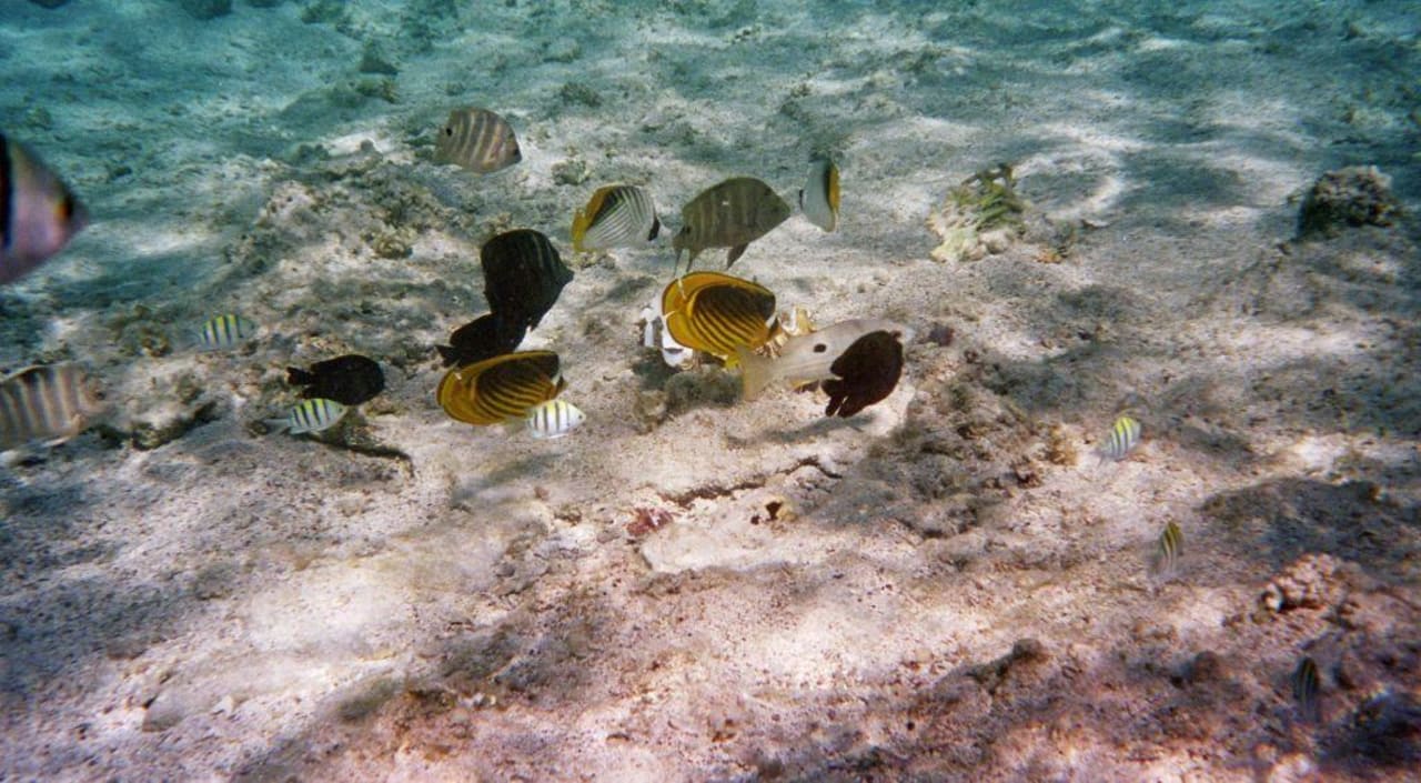 Die Unterwasserwelt Radisson Blu Resort, El Quseir