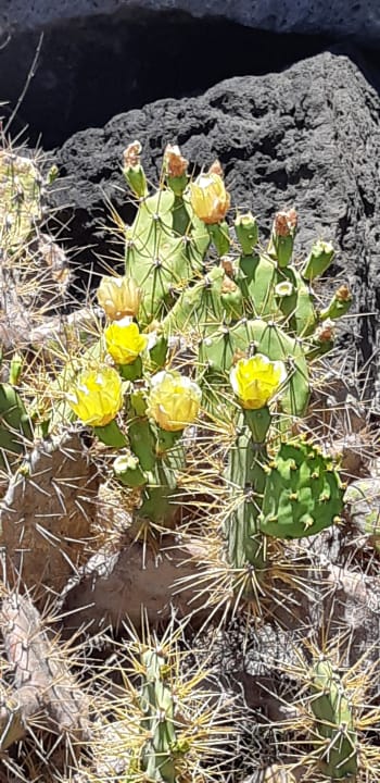 Sonstiges Hotel Floresta