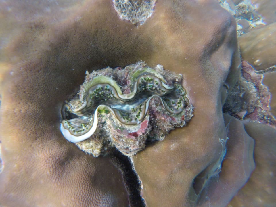 Sport & Freizeit Adaaran Select Meedhupparu Island Resort - Premium All Inclusive