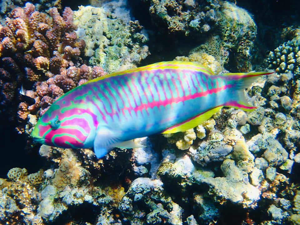 Strand Utopia Beach Club