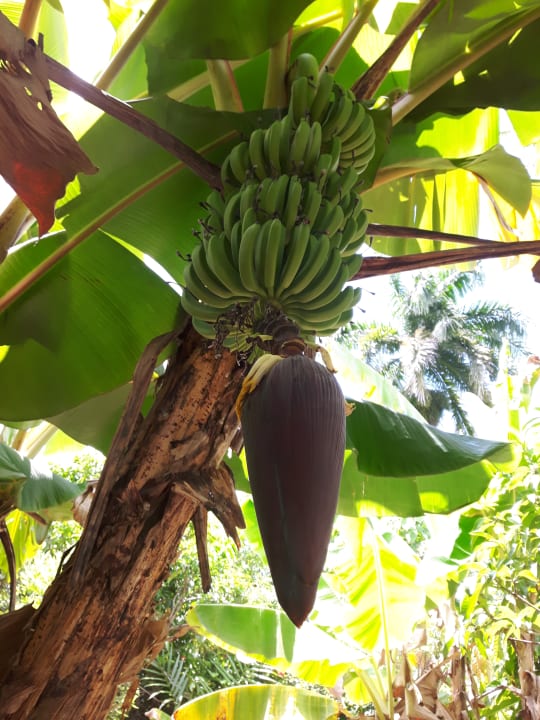 Gartenanlage Hotel Grand Palladium Palace Resort, Spa & Casino