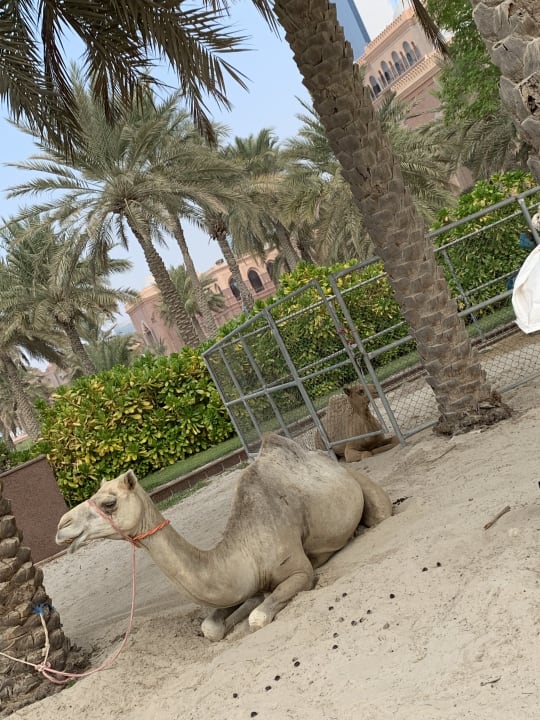 Gartenanlage Emirates Palace Mandarin Oriental