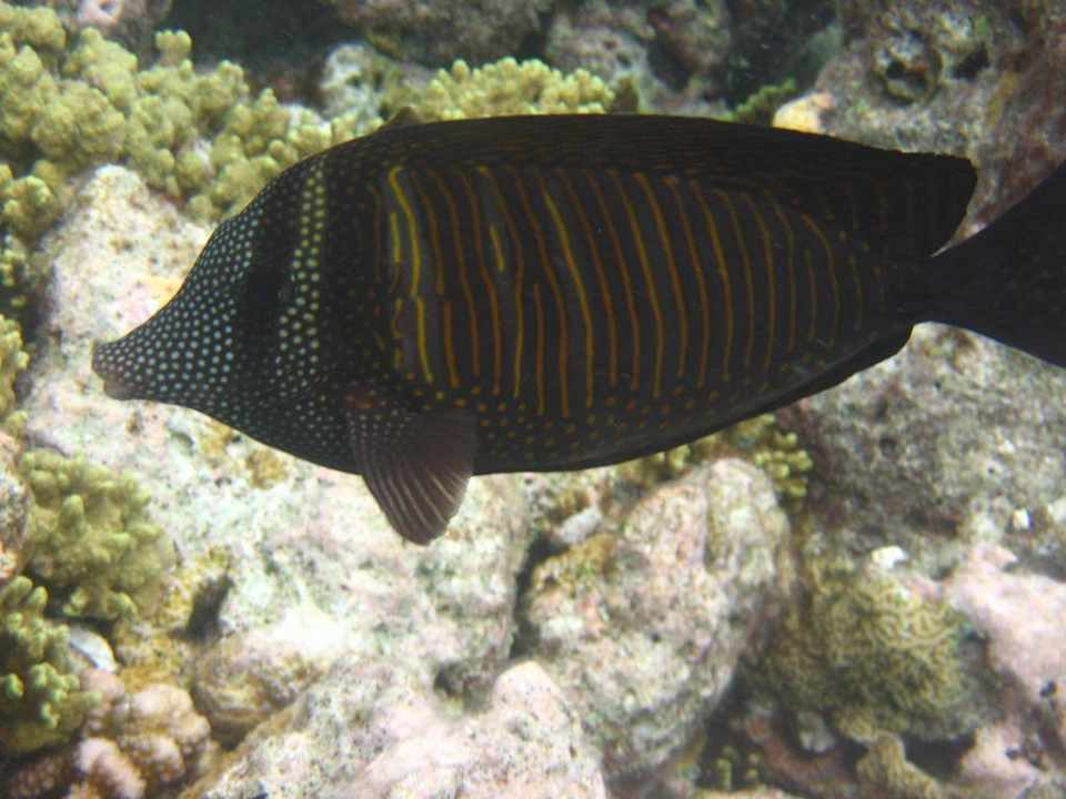 Schnorcheln am Hausriff Embudu Embudu Village