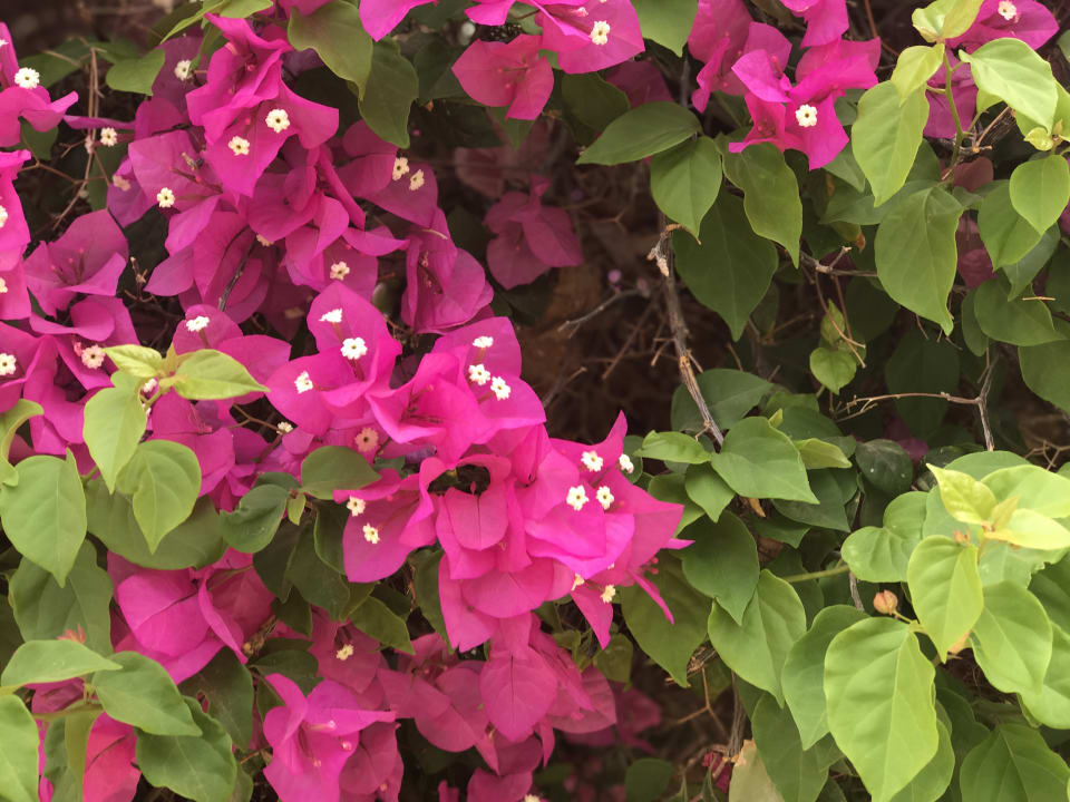 Gartenanlage Sindbad Club