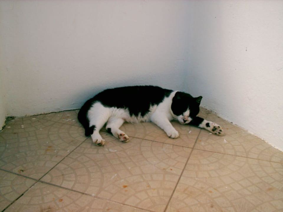 Katze auf Terrasse PortoBay Falésia