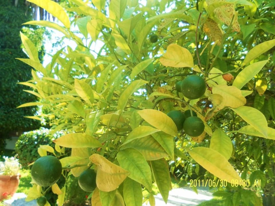 Orangenbaum The Orangers Beach Resort and Bungalows