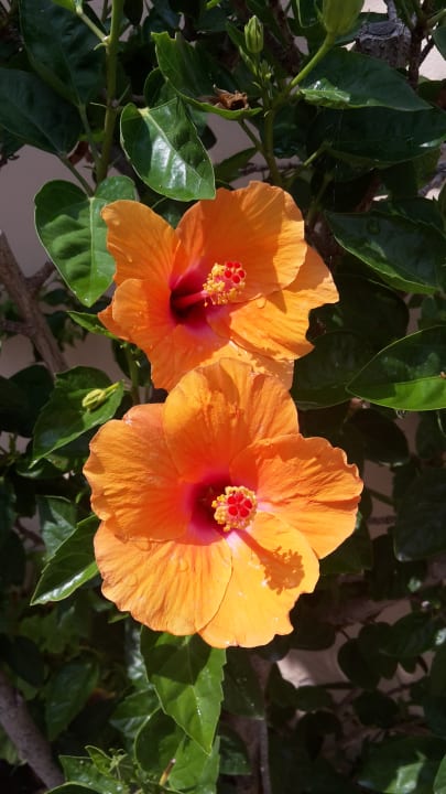 Gartenanlage Hotel Kathrin Beach