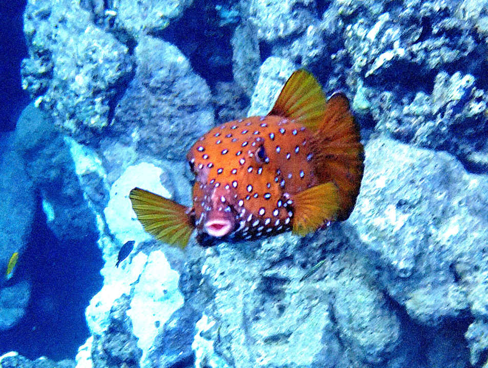 Strand Lahami Bay Beach Resort