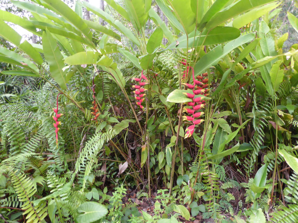 Blüten Hotel Belum Rainforest Resort