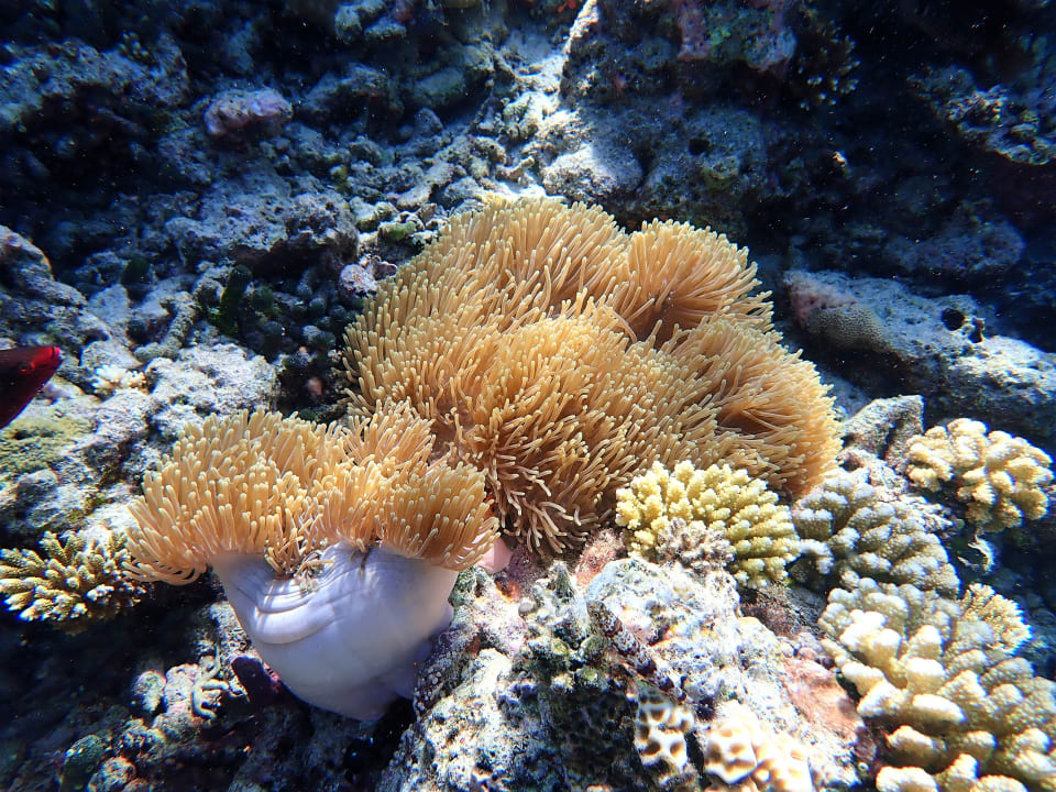 Sport & Freizeit Filitheyo Island Resort