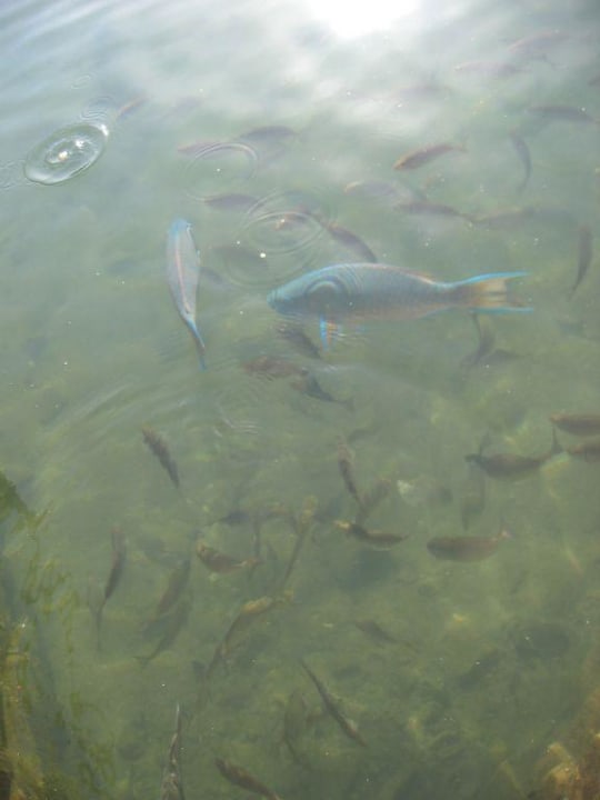 Fische in der Lagune, Dana Beach Pickalbatros Dana Beach Resort - Hurghada