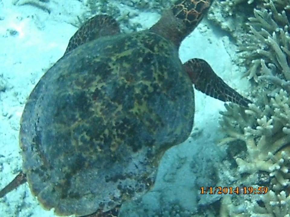 Schildkröte ROBINSON MALDIVES