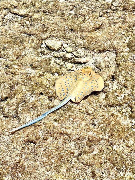 Sonstiges Pickalbatros Citadel Resort