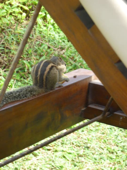 Chipmunk Mermaid Hotel & Club