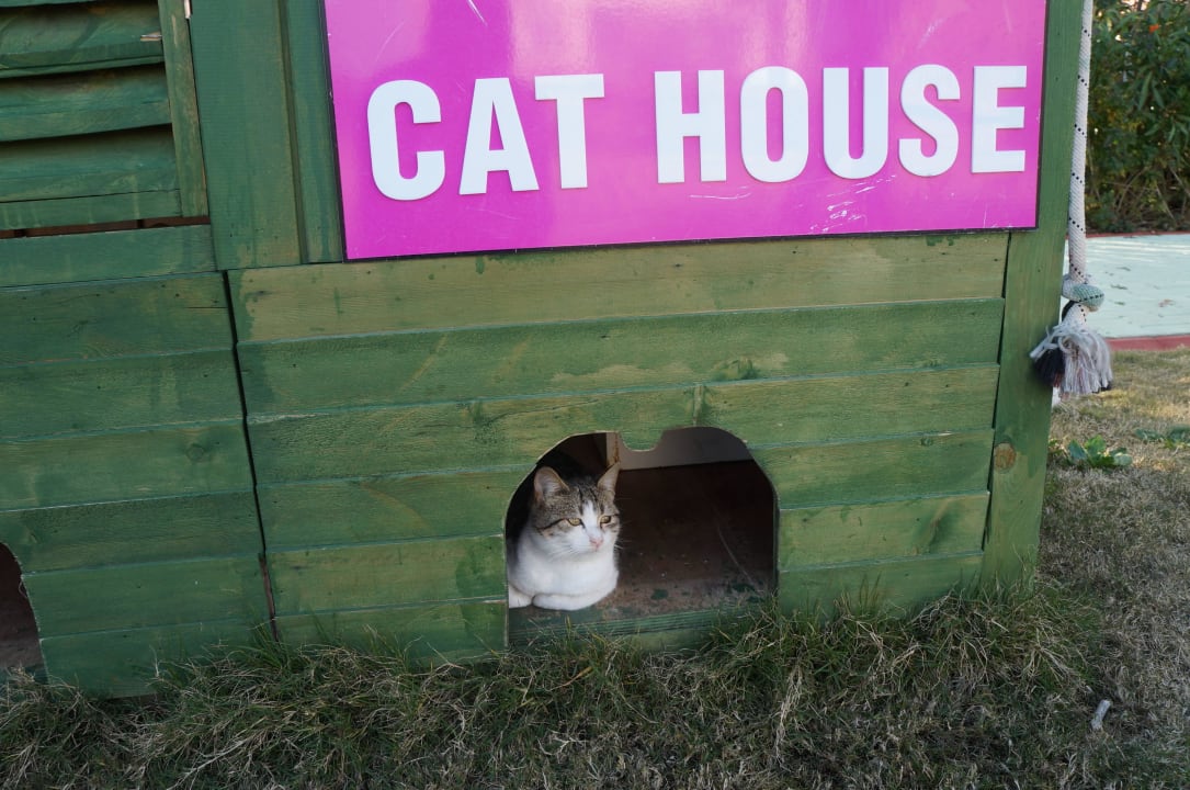  отельные кошки  Hotel Delphin Imperial