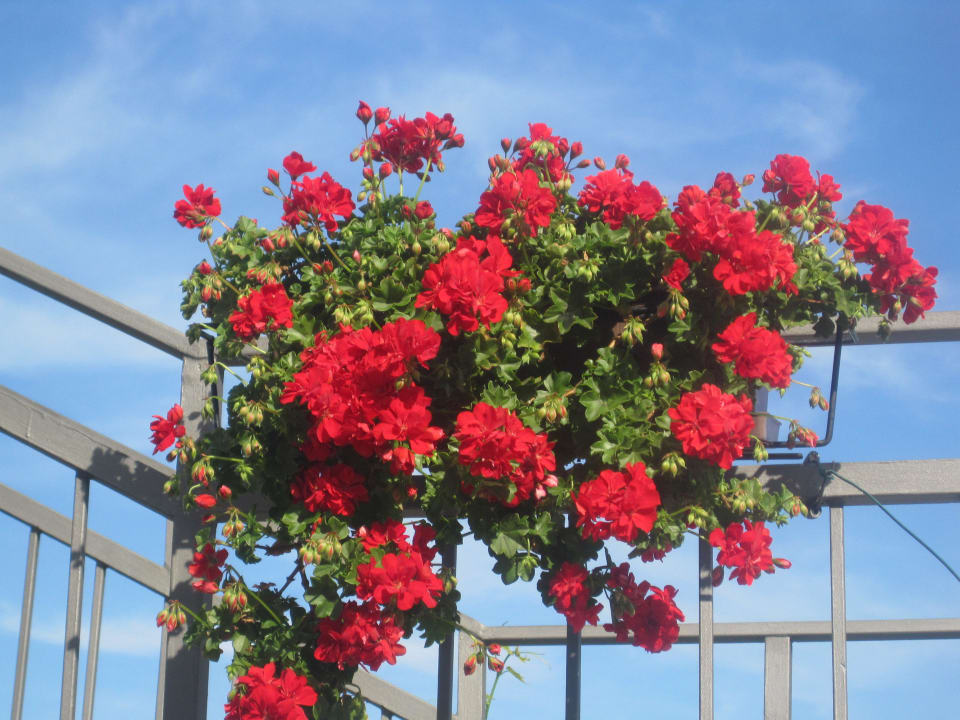 Terrace Villa Galovic